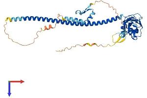 AlphaFold protein structure predicition of Mouse Recombinant Traf1 Protein, UniprotID P39428