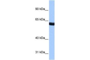Western Blotting (WB) image for anti-Zinc Finger Protein 350 (ZNF350) antibody (ABIN2461599) (ZNF350 anticorps)