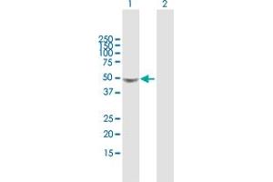 Western Blot analysis of GLA expression in transfected 293T cell line by GLA MaxPab polyclonal antibody. (GLA anticorps  (AA 1-429))