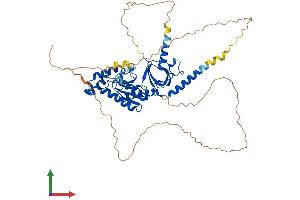 AlphaFold protein structure predicition of Human Recombinant CACNB4 Protein, UniprotID O00305