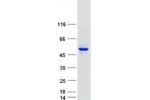 Validation with Western Blot