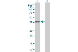 Western Blot analysis of PAX4 expression in transfected 293T cell line by PAX4 MaxPab polyclonal antibody. (PAX4 anticorps  (AA 1-343))