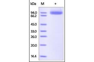 Human Neuropilin-1, His Tag on SDS-PAGE under reducing (R) condition.