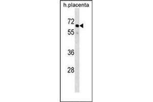 Western blot analysis of GRHL3 / SOM Antibody (N-term) in human placenta tissue lysates (35ug/lane). (GRHL3 anticorps  (N-Term))