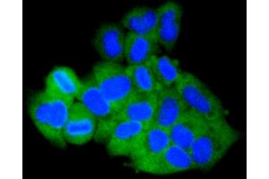 Immunofluorescence analysis of HeLa cells using MCL1 antibody (ABIN4904325). (MCL-1 anticorps)