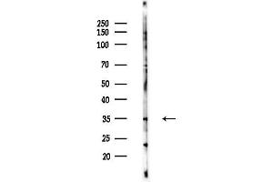 Western blot analysis of lysates from Hela cells(LPS 4h treatment), using AKR1 Antibody at 1/1000 dilution.