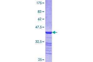 Image no. 1 for Myosin Heavy Chain 3, Skeletal Muscle, Embryonic (MYH3) (AA 2-100) protein (GST tag) (ABIN1311746)