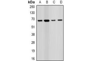 Western blot analysis of PRODH expression in MCF7 (A), HEK293T (B), mouse liver (C), mouse kidney (D) whole cell lysates. (PRODH anticorps)