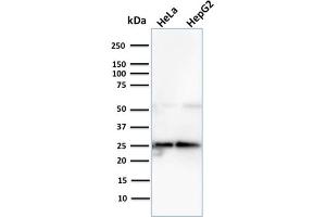 Western Blot Analysis of Human HeLa and HePG2 cell lysate using Lactoylglutathione Lyase Mouse Monoclonal Antibody (CPTC-GLO1-3). (GLO1 anticorps)