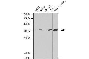 Western blot analysis of extracts of various cell lines using ESD Polyclonal Antibody at dilution of 1:1000. (Esterase D anticorps)