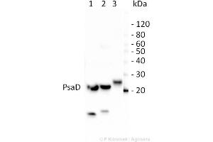10ug of total leaf protein extracted with PEB  from (1) Zea mays, (2)Chlamydomonas reinhardtii, and (3) Spinacia oleracea were separated on 4-12%NuPage (Invitrogen) LDS-PAGE and blotted 80 min (30V) to nitrocellulose. (psi-D Subunit of Photosystem I anticorps)