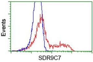 HEK293T cells transfected with either RC210941 overexpress plasmid (Red) or empty vector control plasmid (Blue) were immunostained by anti-SDR9C7 antibody (ABIN2453632), and then analyzed by flow cytometry. (SDR9C7 anticorps)