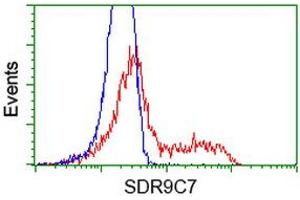 HEK293T cells transfected with either RC210941 overexpress plasmid (Red) or empty vector control plasmid (Blue) were immunostained by anti-SDR9C7 antibody (ABIN2453632), and then analyzed by flow cytometry.