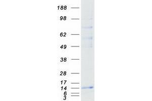 Validation with Western Blot