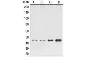Western blot analysis of ELK1 expression in HeLa (A), NIH3T3 (B), mouse liver (C), rat liver (D) whole cell lysates. (ELK1 anticorps  (N-Term))