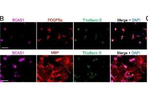 anti-Breast Carcinoma Amplified Sequence 1 (BCAS1) (AA 542-584) antibody