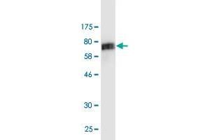 Western Blot detection against Immunogen (74.
