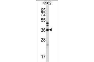 CRKL Antibody (N-term) (ABIN657468 and ABIN2846496) western blot analysis in K562 cell line lysates (35 μg/lane).