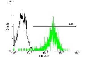 FACS analysis of A-431 cells stained with STIP1 monoclonal antibody clone 2E1 (Green) and non-stained A-431 cells (Black) as negative control. (STIP1 anticorps  (AA 1-543))