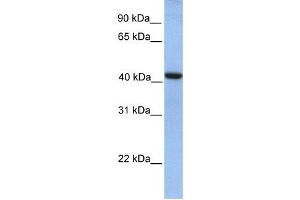Western Blotting (WB) image for anti-GDP-Mannose Pyrophosphorylase A (GMPPA) antibody (ABIN2459270) (GMPPA anticorps)