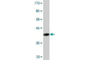 Western Blot detection against Immunogen (36.