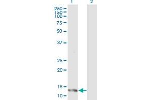 Western Blot analysis of IFITM1 expression in transfected 293T cell line by IFITM1 MaxPab polyclonal antibody. (IFITM1 anticorps  (AA 1-125))