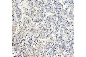 IHC analysis of RBP4 using anti-RBP4 antibody (ABIN5519056). (RBP4 anticorps  (AA 19-201))