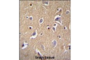 FBXO21 Antibody immunohistochemistry analysis in formalin fixed and paraffin embedded human brain tissue followed by peroxidase conjugation of the secondary antibody and DAB staining.