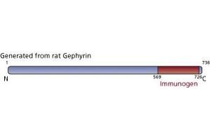 Image no. 3 for anti-Gephyrin (GPHN) (AA 569-726) antibody (ABIN968051) (Gephyrin anticorps  (AA 569-726))