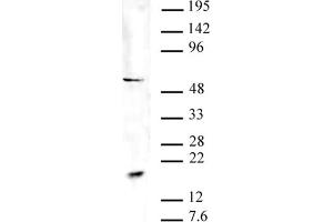 Pht1 / H2AZ acetyl pAb tested by Western blot. (Pht1 / Histone H2A.Zac (N-Term) anticorps)