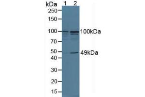 Figure. (TNIP2 anticorps  (AA 170-413))
