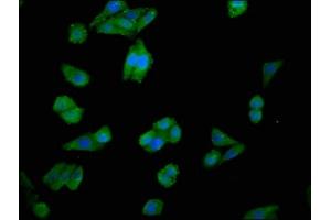 Immunofluorescence staining of HepG2 cells with ABIN7147616 at 1:100, counter-stained with DAPI.