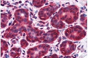 Human Breast (formalin-fixed, paraffin-embedded) stained with NIF3L1 antibody ABIN351470 at 2. (NIF3L1 anticorps  (AA 365-377))