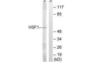Western blot analysis of extracts from Jurkat cells, using HSF1 (Ab-121) antibody.