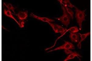 ABIN6275555 staining 293 by IF/ICC.