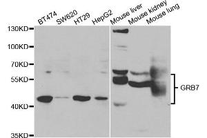 Western Blotting (WB) image for anti-Growth Factor Receptor-Bound Protein 7 (GRB7) antibody (ABIN1876891) (GRB7 anticorps)