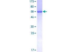 Image no. 1 for Glutaredoxin 3 (GLRX3) (AA 1-335) protein (GST tag) (ABIN1355240)