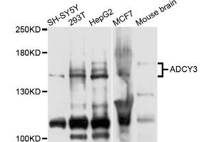 Western blot analysis of extracts of various cell lines, using ADCY3 antibody (ABIN5975661) at 1/1000 dilution. (ADCY3 anticorps)