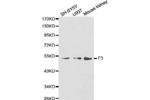 Western blot analysis of extracts of various cell lines, using F3 antibody. (Tissue factor anticorps)