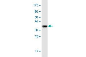 Western Blot detection against Immunogen (37. (OPA1 anticorps  (AA 851-960))
