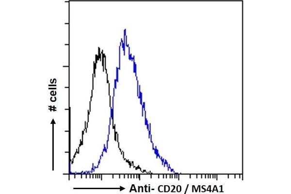 CD20 anticorps  (C-Term)