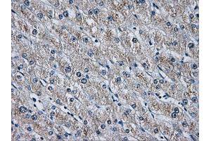 Immunohistochemical staining of paraffin-embedded pancreas tissue using anti-HDAC10mouse monoclonal antibody. (HDAC10 anticorps)