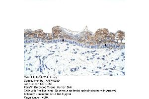 Rabbit Anti-DAZ2 Antibody  Paraffin Embedded Tissue: Human Skin Cellular Data: Squamous epithelial cells Antibody Concentration: 4. (DAZ2 anticorps  (N-Term))