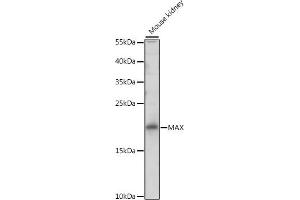 Western blot analysis of extracts of mouse kidney, using MAX antibody (ABIN3023069, ABIN3023070, ABIN3023071 and ABIN6219375) at 1:500 dilution.