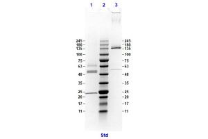 Coomassie stained SDS-PAGE results using Anti-Hemagglutinin (HA) (Mouse) Monoclonal Antibody clone 20E8 separated in a 4-20 % gradient gel. (Hemagglutinin anticorps)
