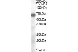 Image no. 1 for anti-Potassium Voltage-Gated Channel, KQT-Like Subfamily, Member 4 (KCNQ4) (Internal Region) antibody (ABIN374975) (KCNQ4 anticorps  (Internal Region))