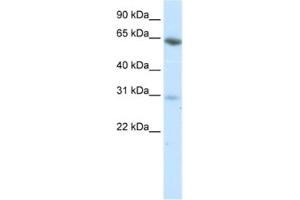 Western Blotting (WB) image for anti-Zinc Finger Protein 195 (ZNF195) antibody (ABIN2461814) (ZNF195 anticorps)