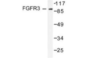 Image no. 1 for anti-Fibroblast Growth Factor Receptor 3 (FGFR3) antibody (ABIN265418) (FGFR3 anticorps)