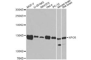 Western blot analysis of extracts of various cell lines, using XPO5 antibody (ABIN5974114). (XPO5 anticorps)