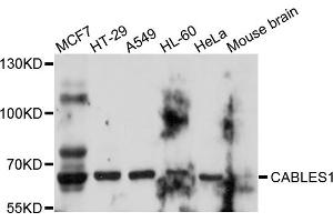 Western blot analysis of extracts of various cell lines, using CABLES1 antibody. (CABLES1 anticorps)